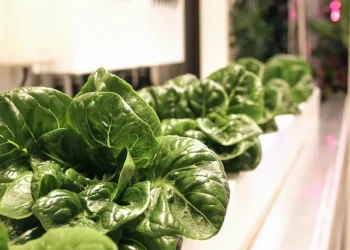 Milltrust Ventures, Earth First Food Ventures Launch Smart Protein Fund