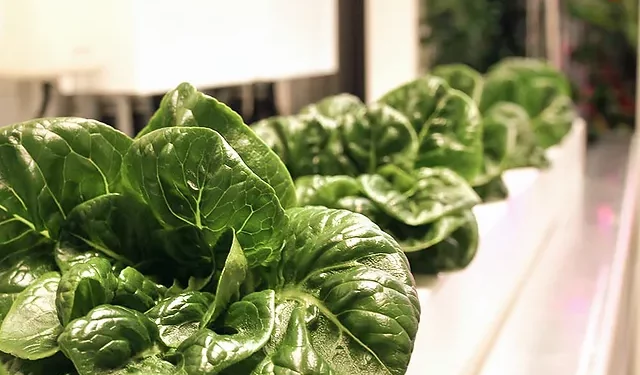 Milltrust Ventures, Earth First Food Ventures Launch Smart Protein Fund