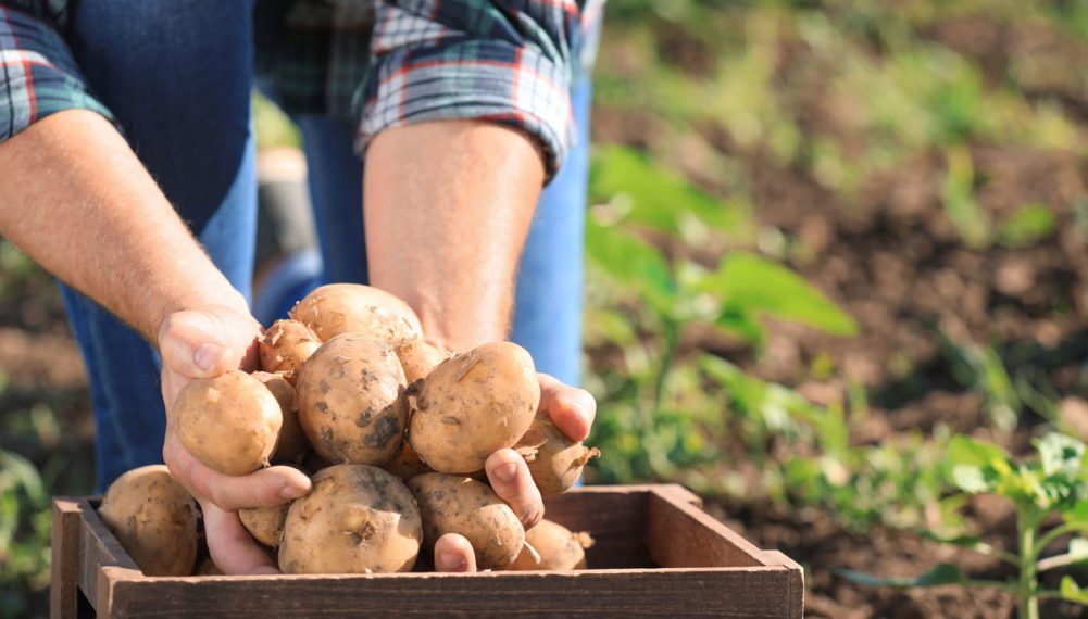 McCain Foods to invest in regenerative farming