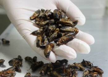 Japan’s NTT East Eyes Entering Insect-Based Food Business