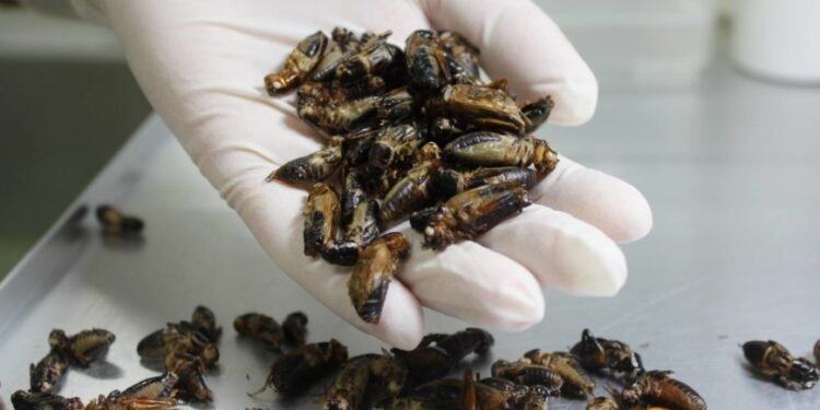 Japan’s NTT East Eyes Entering Insect-Based Food Business