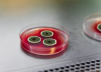 Ingredient startup receives funding to scale fungi-based food colors