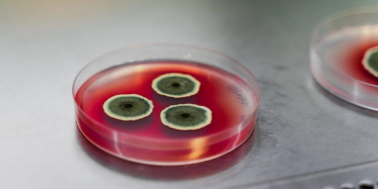 Ingredient startup receives funding to scale fungi-based food colors