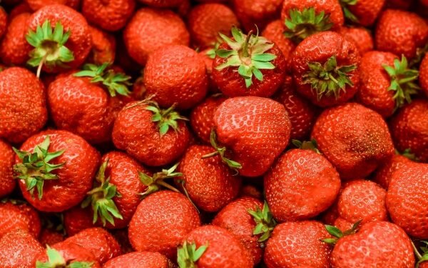 Agri-genomics firm Singrow launches first climate-resilient strawberry variety