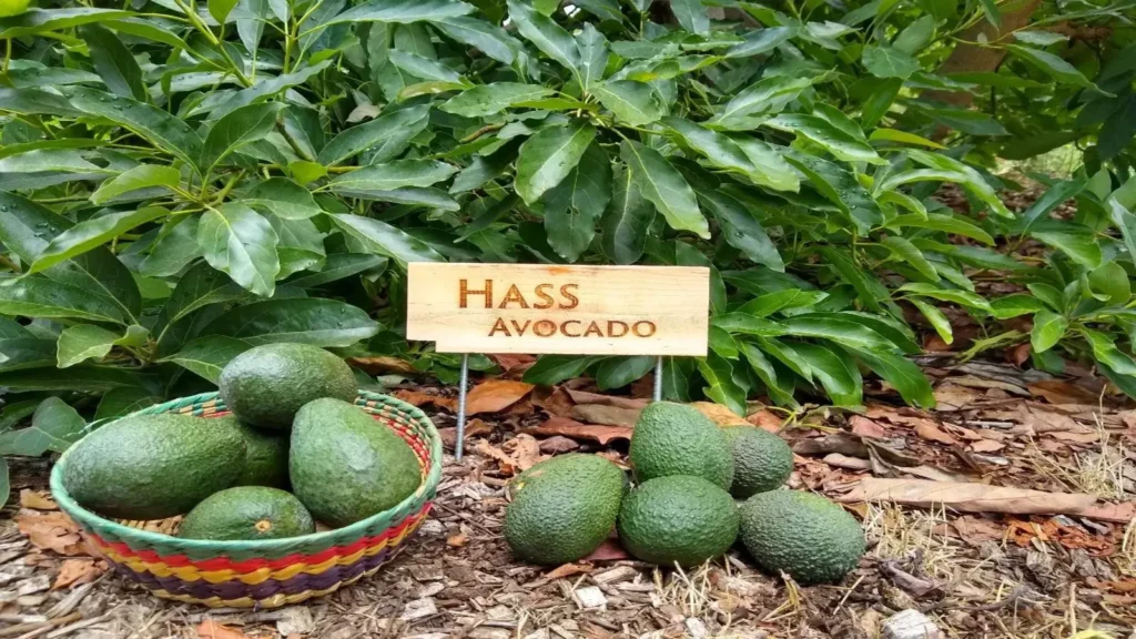 Rai family marks entry into fresh produce under Menengai Orchards