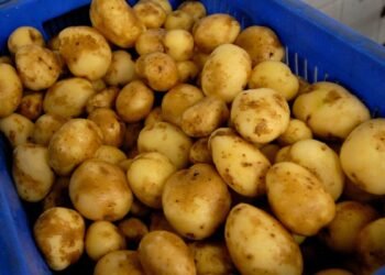 India’s Processed Potato Exports Surge as Asia’s Snack Demand Booms: GTRI